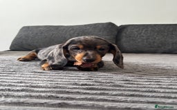 Miniature Dachshund dogs for sale: BEAUTIFUL MINIATURE DACHSHUND PUPPIES ! - Image 3