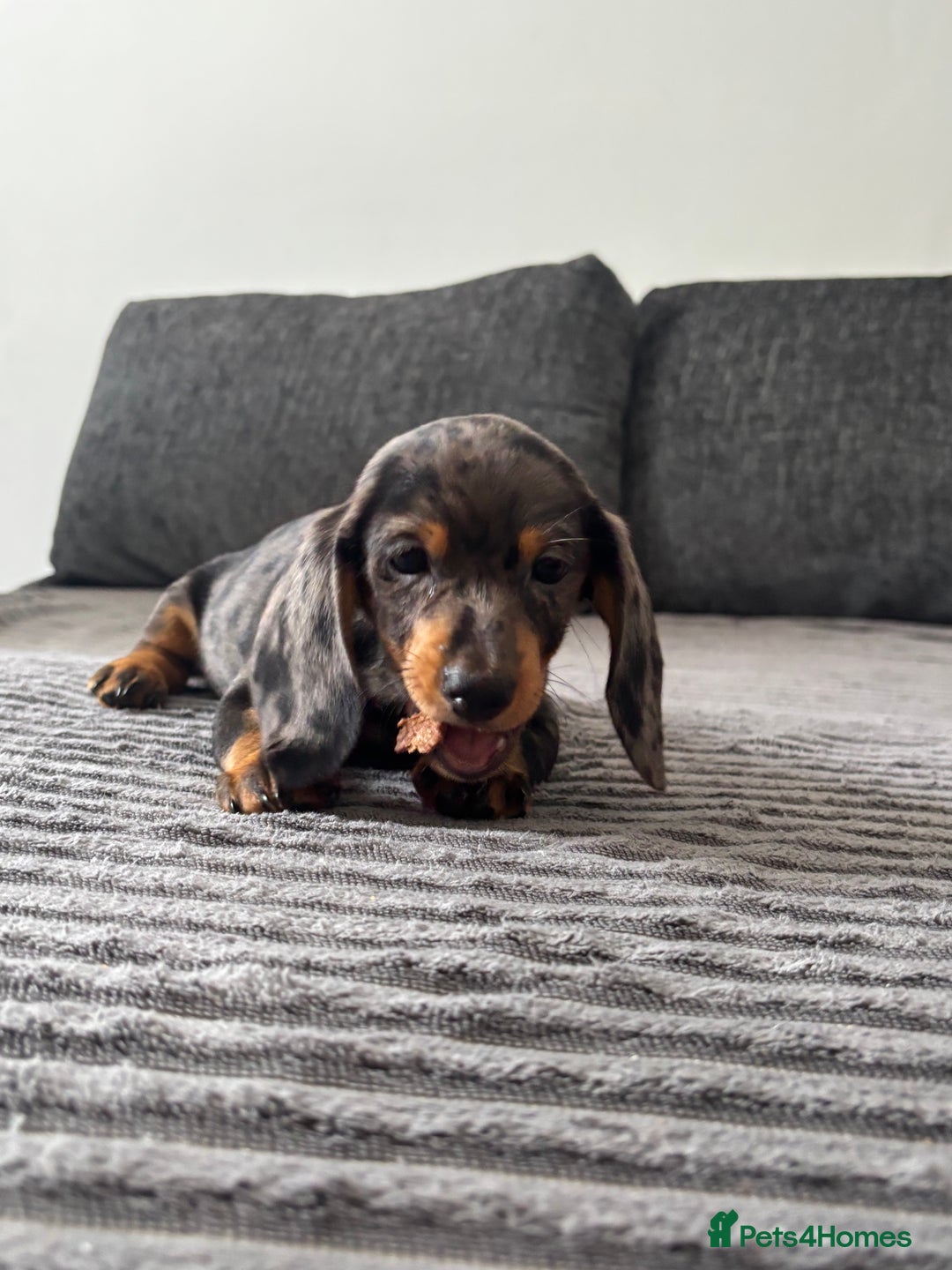 Miniature Dachshund dogs for sale: BEAUTIFUL MINIATURE DACHSHUND PUPPIES ! - Image 3