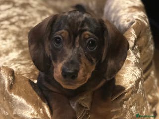 Miniature Dachshund dogs Stunning tiny KC Miniature Dachshunds - Advert 7
