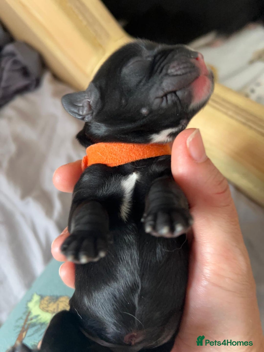 Cockerdor dogs for sale: Cockador Puppies for sale - Image 10