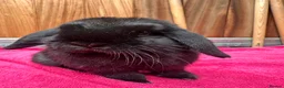 English Lop rabbits for sale: Male lops  - Advert 4