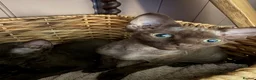 Devon Rex cats for sale: Ready July 22nd GCCF reg Devon Rex kittens - Advert 10