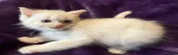 Ragdoll cats for sale: Rare flame point boy pure bred white fur blue eyes - Advert 3