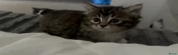 Mixed Breed cats for sale: Long fur domestic cat  in London - Advert 9