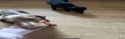 Dachshund dogs for sale: daple dachshund  - Advert 2