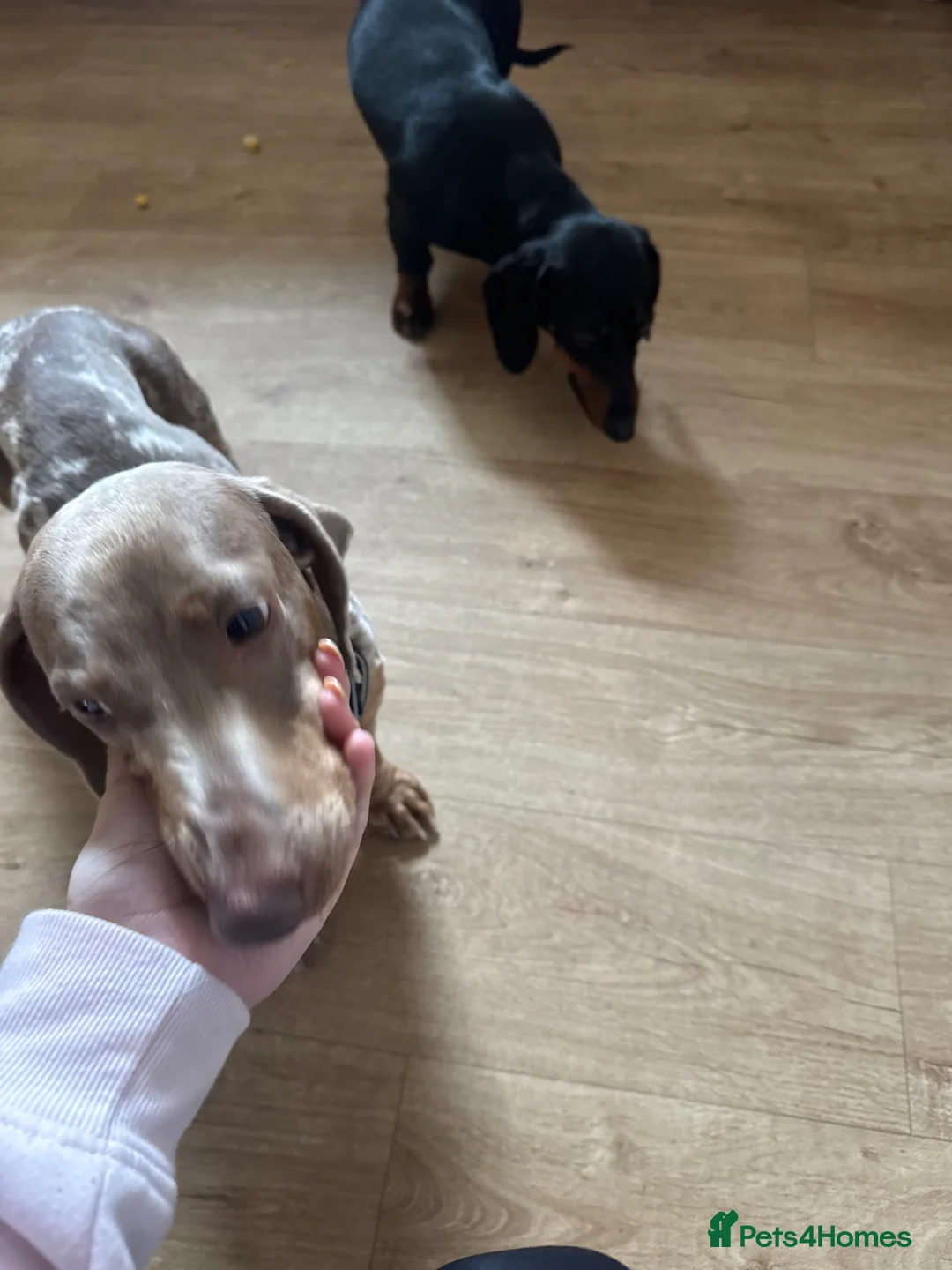 Dachshund dogs for sale: daple dachshund  - Advert 2