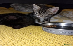 Mixed Breed cats for sale: 2 kittens for sale. A beautiful boy and a girl - Image 15