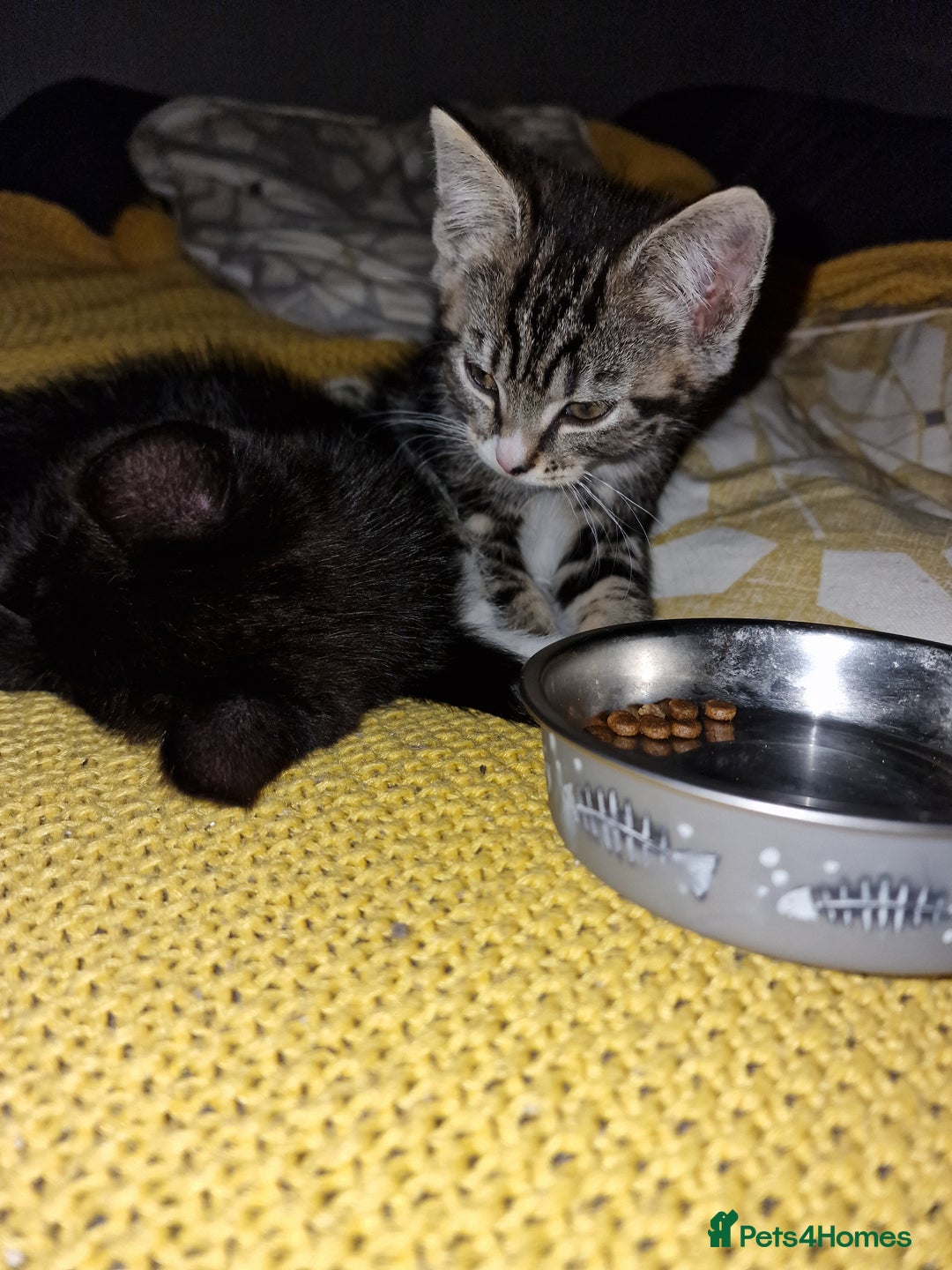 Mixed Breed cats for sale: 2 kittens for sale. A beautiful boy and a girl - Image 15