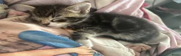 Mixed Breed cats for sale: Adorable Bengal x Shorthair Kittens - Advert 22