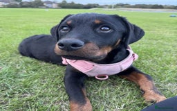 Rottweiler dogs for sale: Rehoming our sweet and playful puppy, Freyja - Image 3