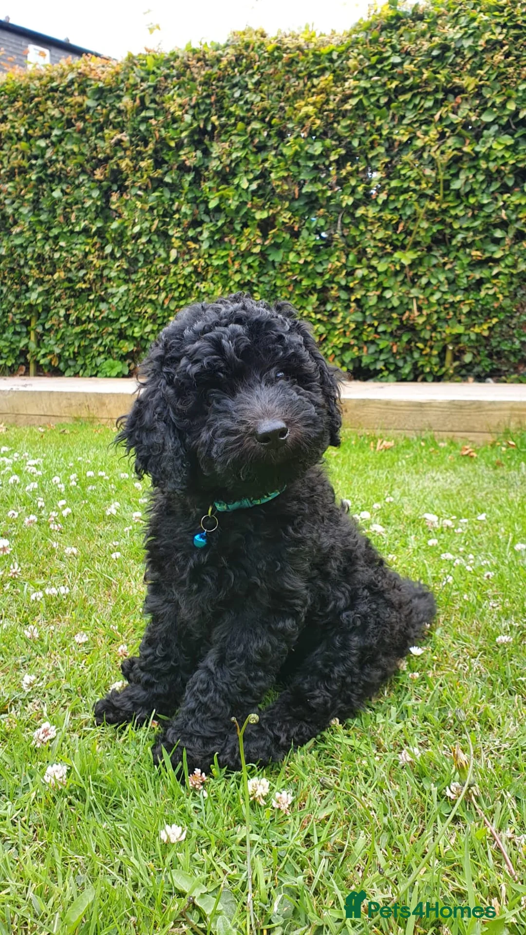 Australian Labradoodle dogs for sale: 5* fully health checked Australian labradoodles - Advert 2