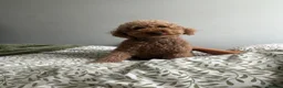 Miniature Poodle dogs for sale: Miniature poodles, birth pending - Advert 1