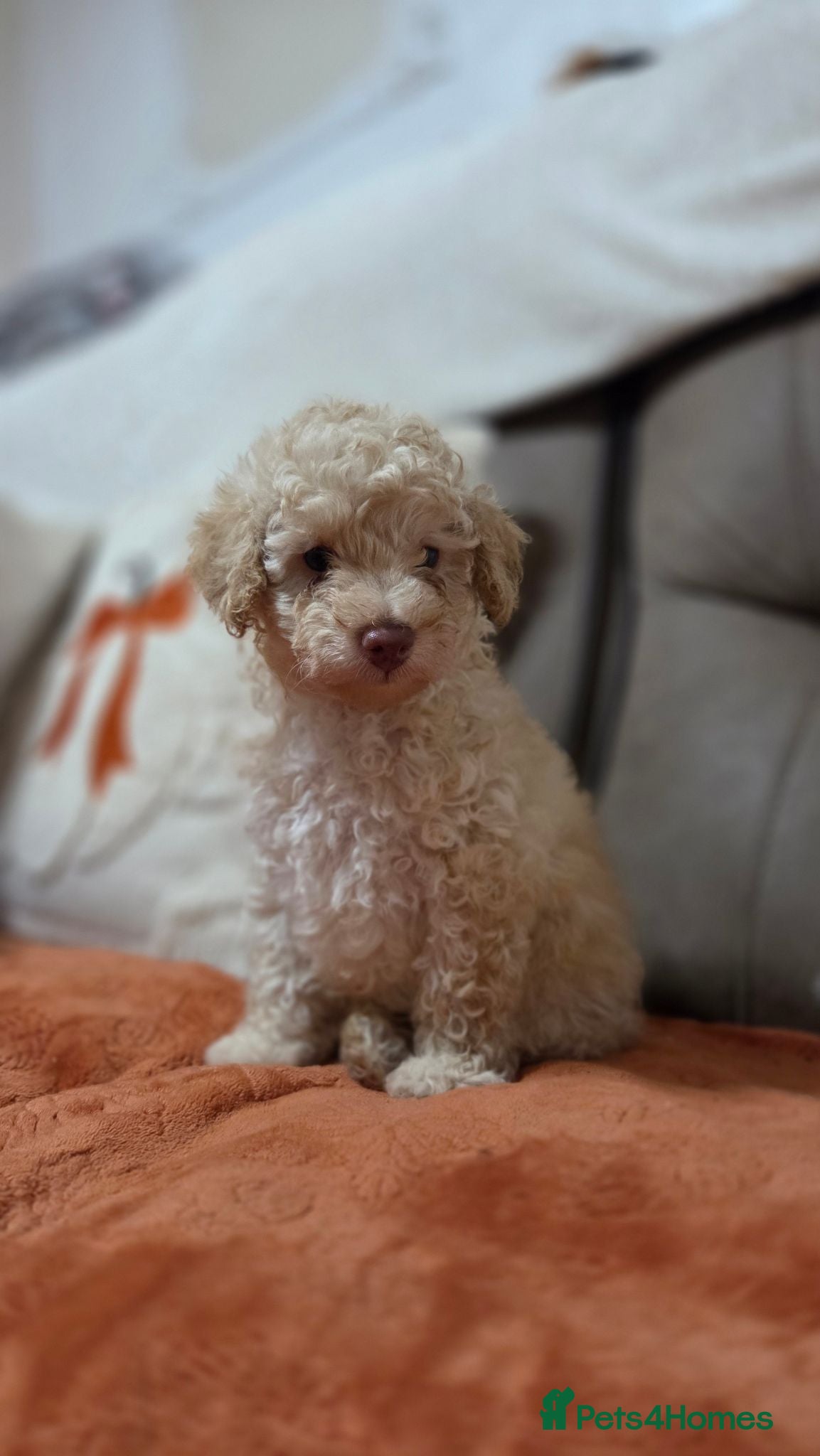Toy Poodle dogs Toy poodle puppys - Advert 1