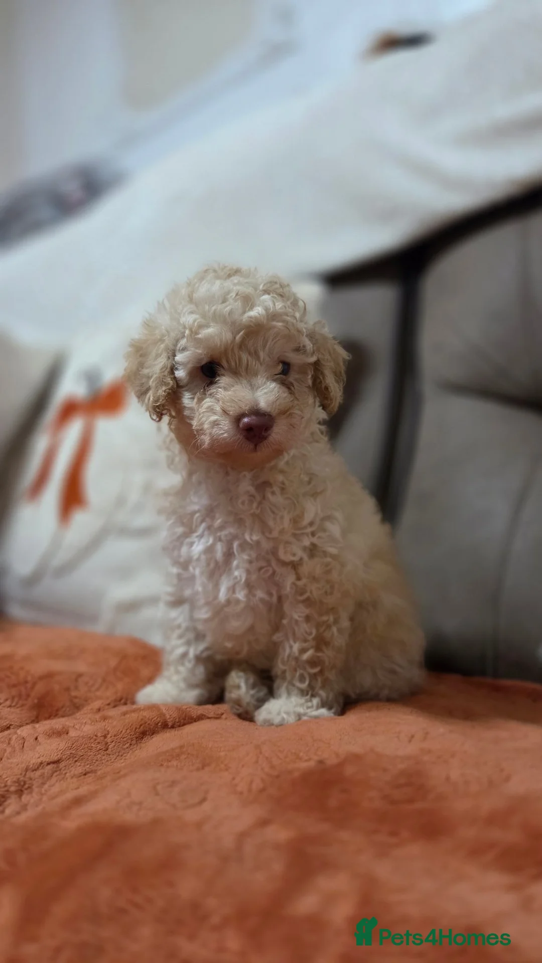 Toy Poodle dogs for sale: Toy poodle puppys - Advert 1
