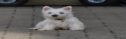 West Highland Terrier dogs for sale: West Highland terrier Puppy Girls - Advert 10