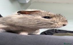 Guinea Pig rodents for sale: Male guineapig for sale £25 - Image 3