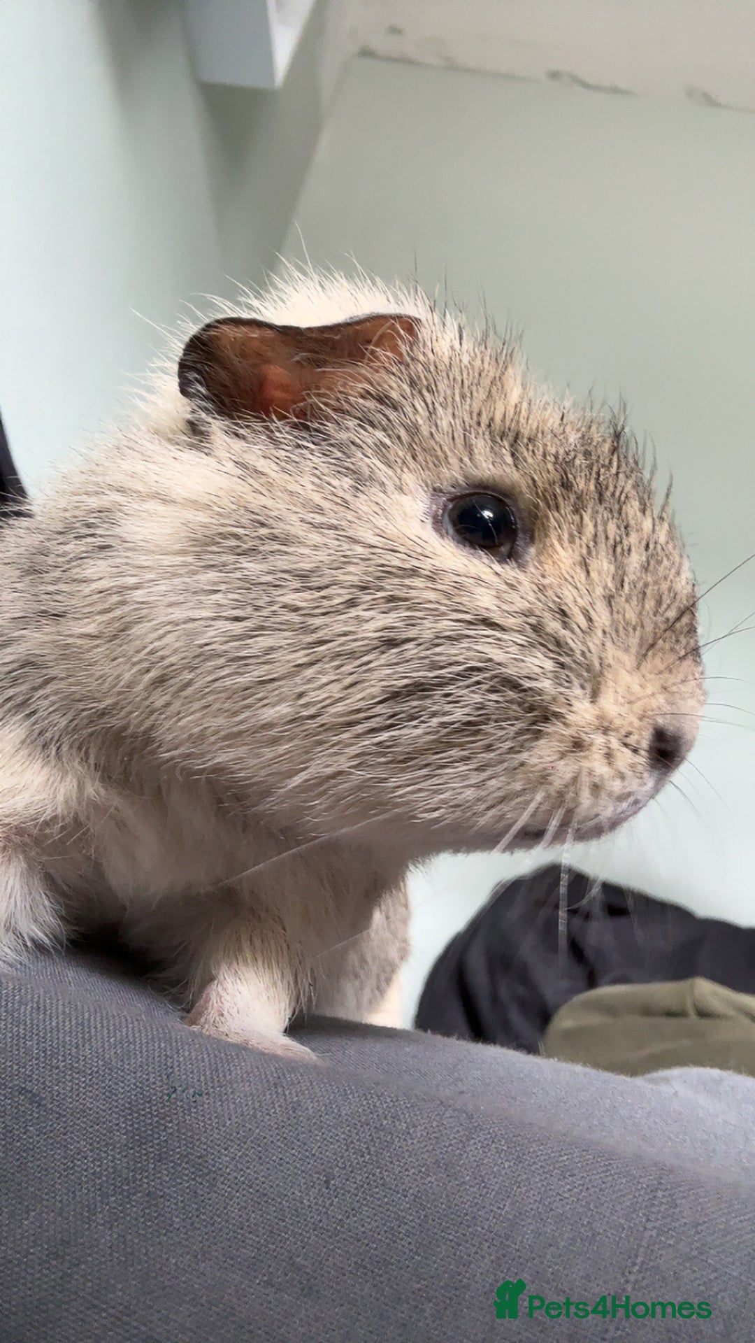 Guinea Pig rodents for sale: Male guineapig for sale £25 - Image 3