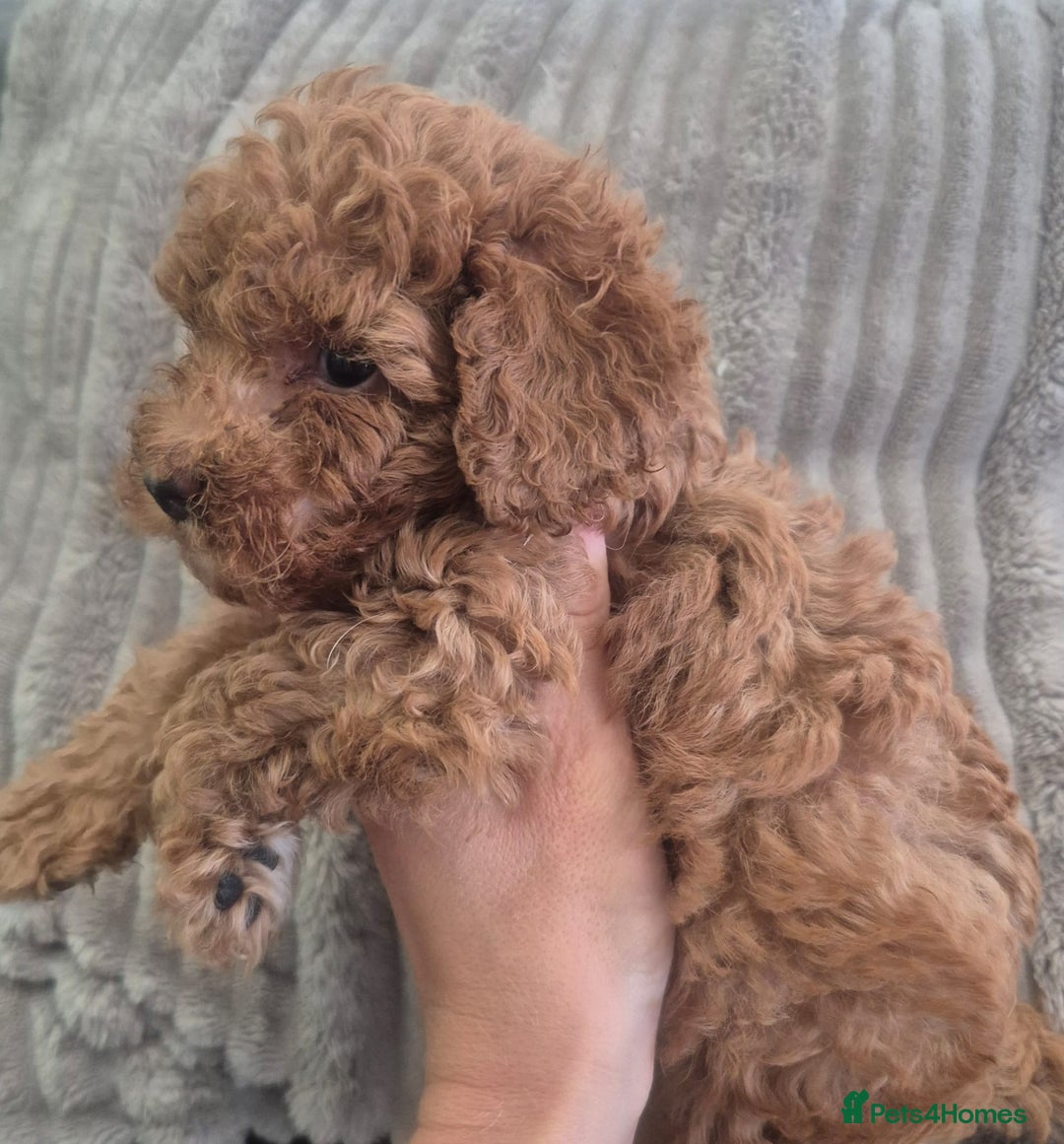 Miniature Poodle dogs for sale: KC Fox Red Miniature Poodle Boys - Image 18