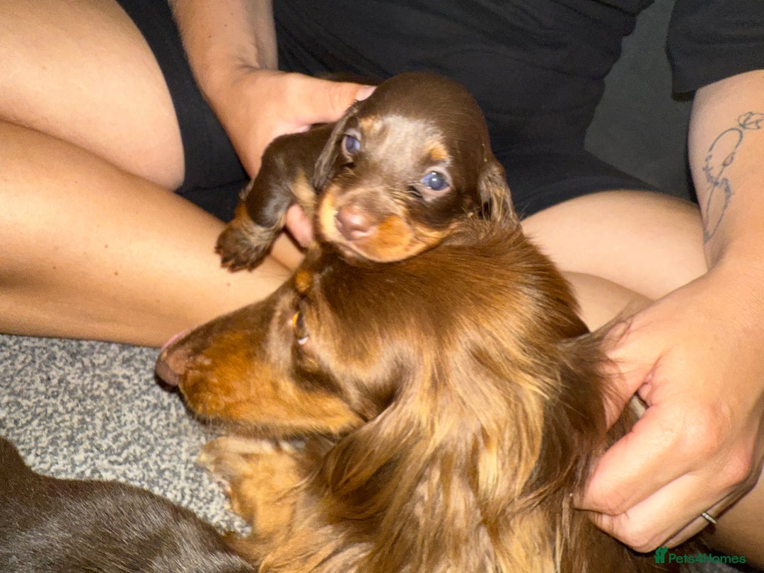 Miniature Dachshund dogs for sale: Long haired Miniature Dachshund - Image 8