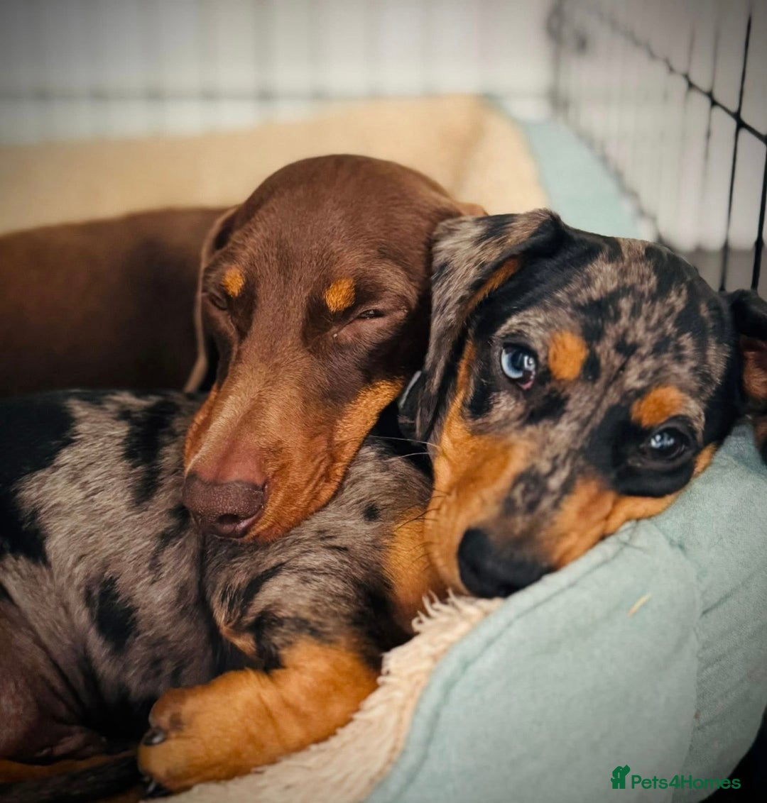 Miniature Dachshund dogs for sale: Dachshund Duo Seeking Loving Home - Advert 1