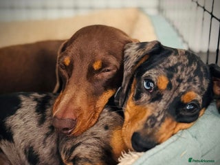 Miniature Dachshund dogs Dachshund Duo Seeking Loving Home - Advert 8