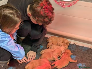 Labrador Retriever dogs Fab KC Fox Red Pups - 4* Higher Standard Breeder - Advert 9