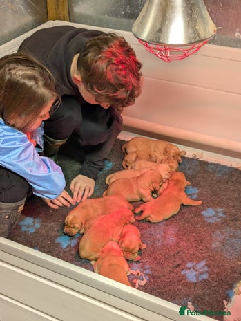 Labrador Retriever dogs Fab KC Fox Red Pups - 4* Higher Standard Breeder - Advert 3