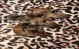Boxer dogs for sale: 🌟KC REG BOBTAIL BOXER PUPS🌟 - Image 7