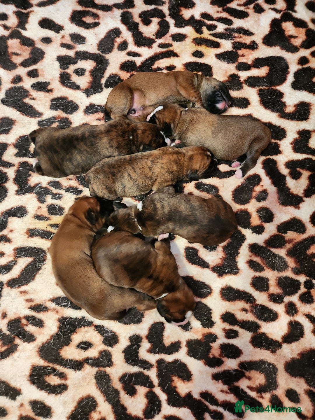 Boxer dogs for sale: 🌟KC REG BOBTAIL BOXER PUPS🌟 - Image 7