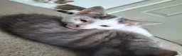 Mixed Breed cats for sale: Little Pua (Moana) - Advert 7