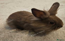 Mini Lion Lop rabbits for sale: Fluffy lion-lop bunnies BOYS READY NOW - Image 9