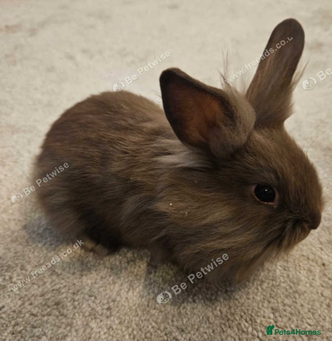 Mini Lion Lop rabbits for sale: Fluffy lion-lop bunnies BOYS READY NOW - Image 9
