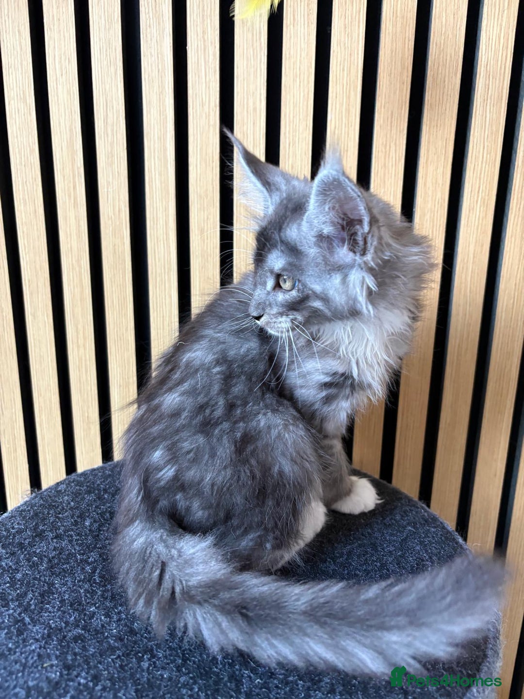 Maine Coon cats for sale: XL Maine Coon Kittens for Sale – TICA Reg - Advert 16