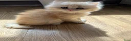 British Longhair cats for sale: Beautiful British Longhair Boys! - Advert 2