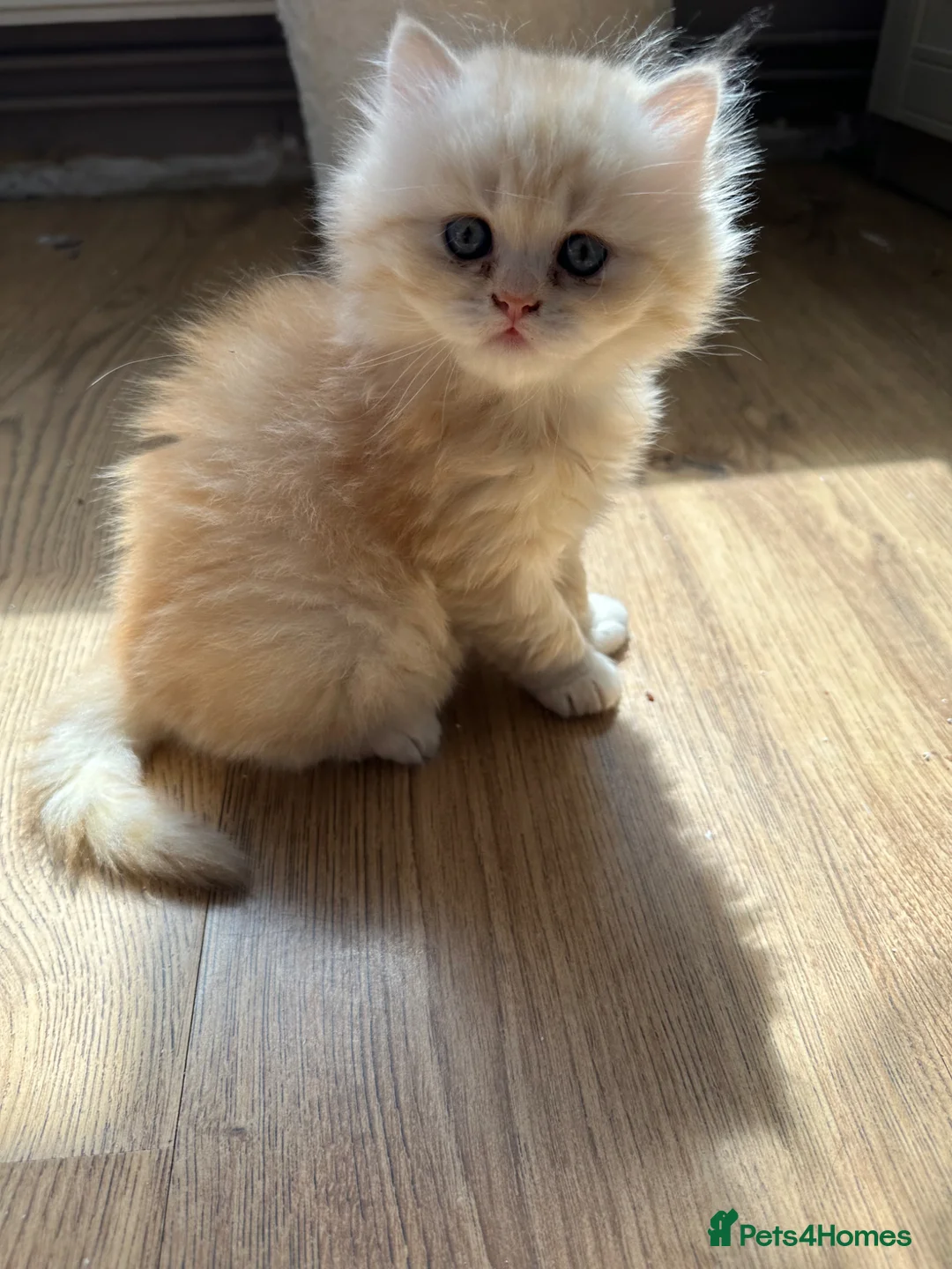 British Longhair cats for sale: Beautiful British Longhair Boys! - Advert 2