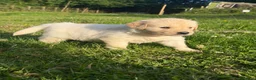 Golden Retriever dogs for sale: Mack/ Bryn Bach Golden X Evie/ Angel Annwyl - Advert 3
