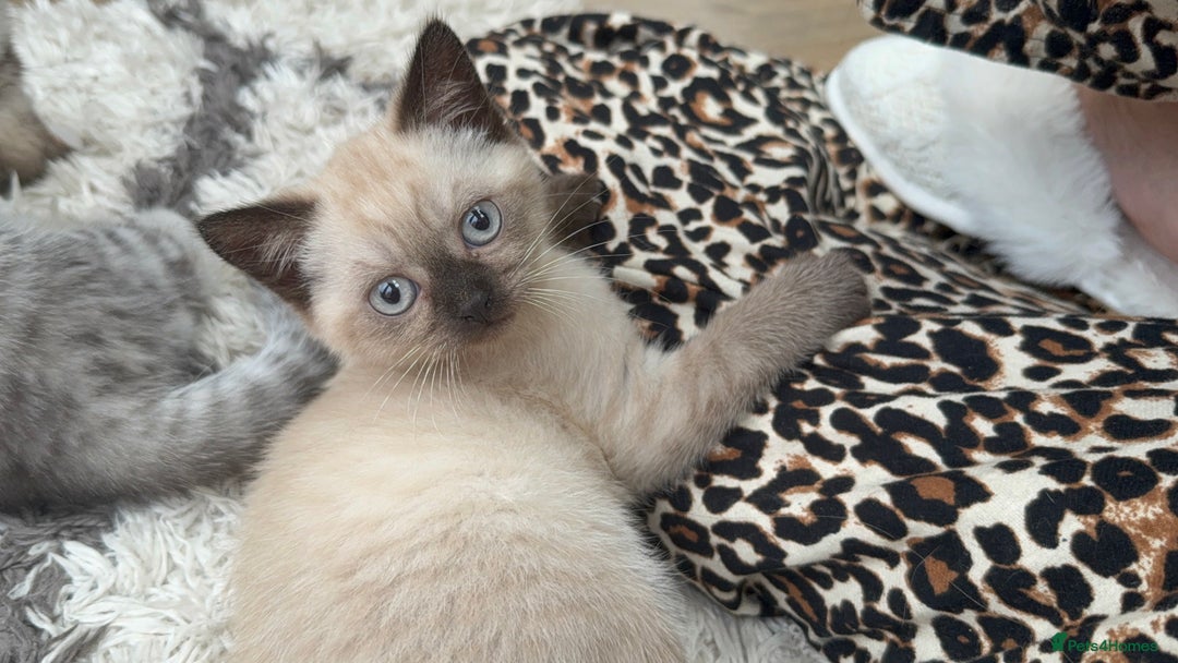 British Shorthair cats for sale: Full BSH kittens ready to leave now, 14 weeks old - Image 32
