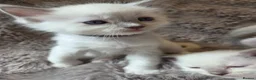 Ragdoll cats for sale:  🏆GCCF REG. EXTENSIVELY TESTED RAGDOLL KITTENS 🌟 - Advert 24