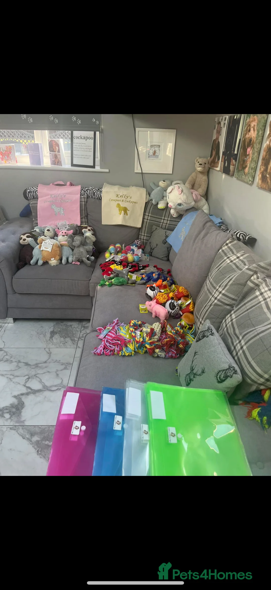 Cavapoo dogs for sale: Beautiful F1 Red Cavapoos- Health Tested - Advert 11