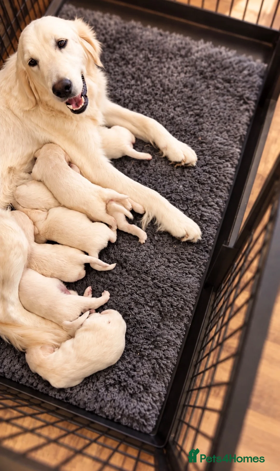 Goldador dogs for sale: Fully vaccinated Goldadors - Advert 2