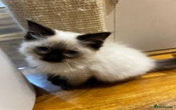 Ragdoll cats for sale: GCCF Registered Kittens - Image 4