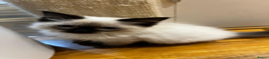 Ragdoll Kitten 3