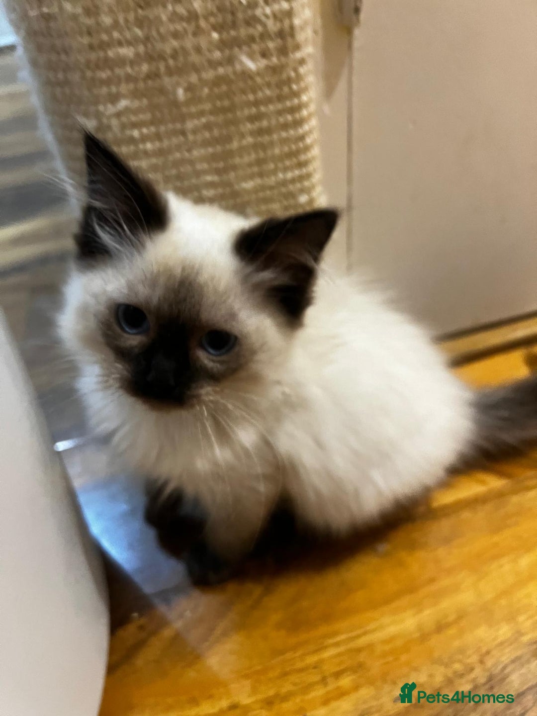 Ragdoll cats for sale: GCCF Registered Kittens - Image 4