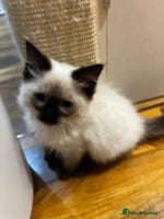 Ragdoll cats - Advert 3