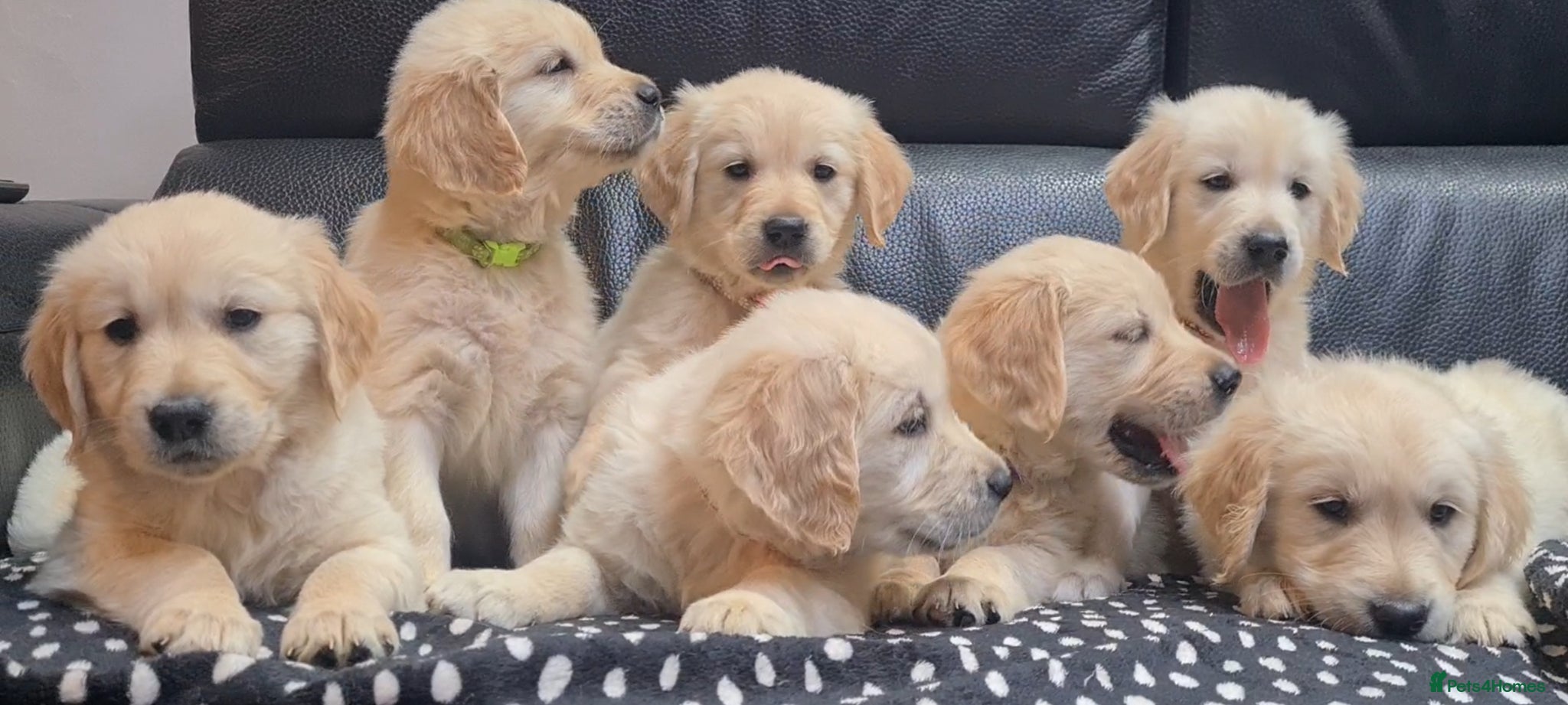 Golden Retriever dogs Golden Retrievers puppies ready now! - Advert 18