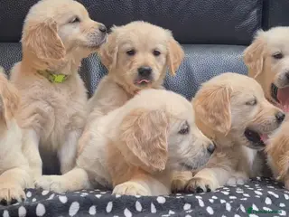 Golden Retriever dogs Golden Retrievers puppies ready now! - Advert 1