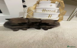 Pomeranian dogs for sale: Tiny Pomeranian puppys - Image 3