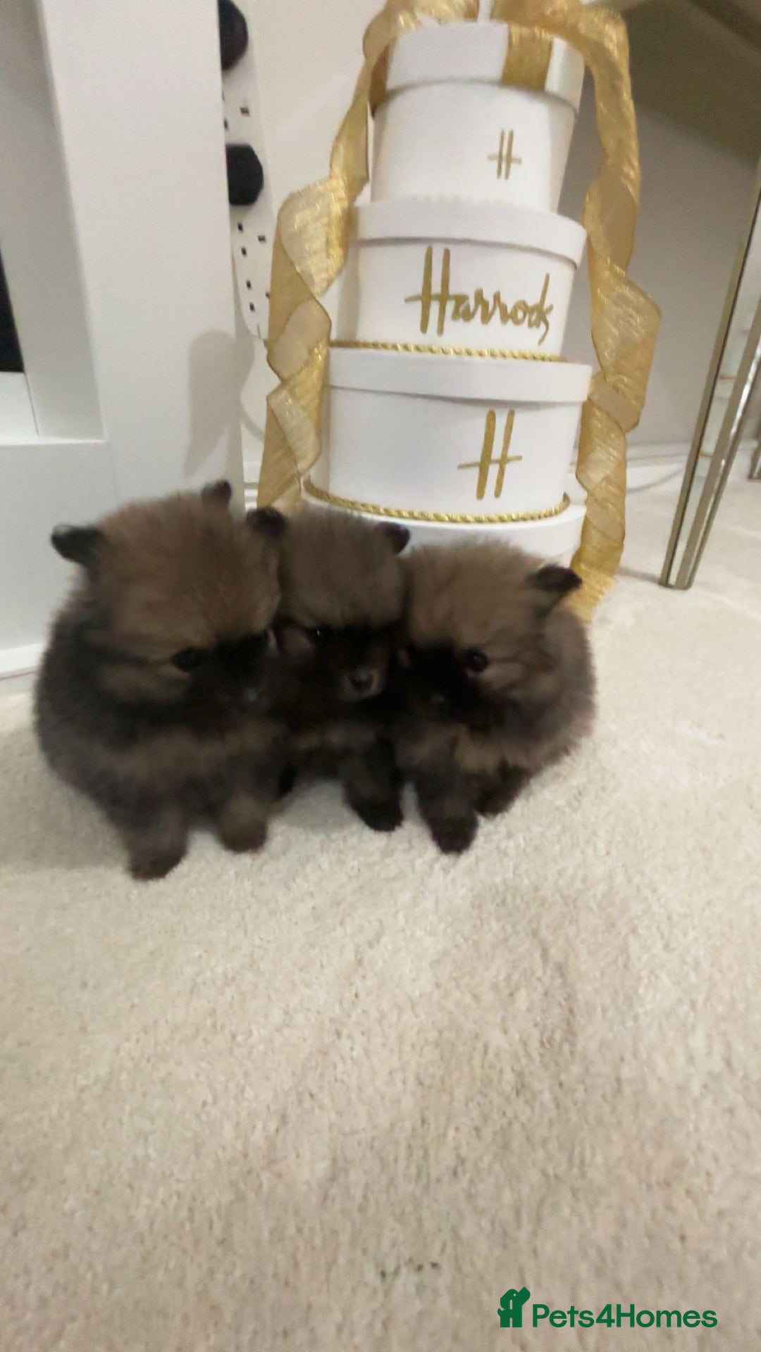 Pomeranian dogs for sale: Tiny Pomeranian puppys - Image 3