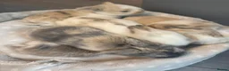 Mini Lop rabbits for sale: Mini lop harlequin rabbits  - Advert 14