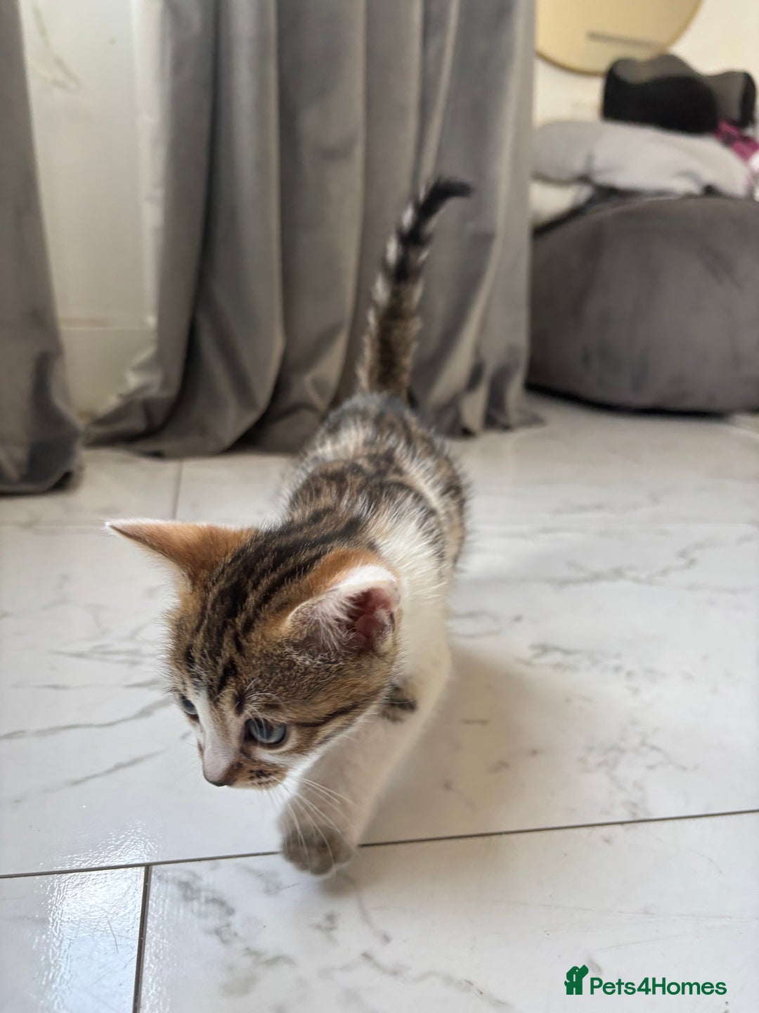 Bengal cats for sale: Bengal Kittens Ready2Go (Mother is TICA certified) in London - Image 15